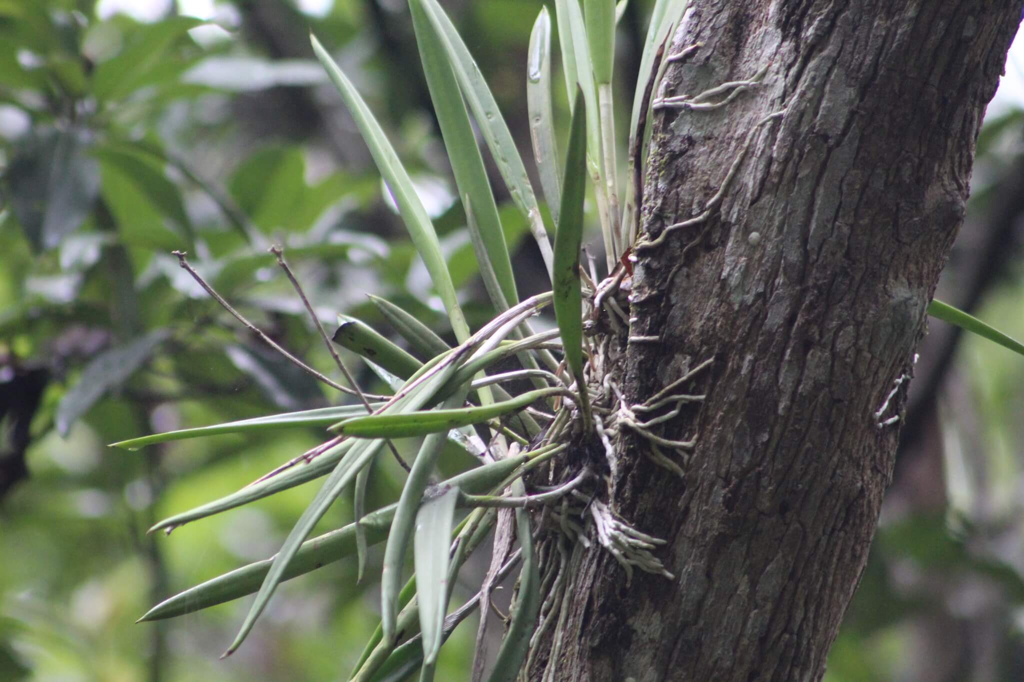 Brassavola nodosa 
